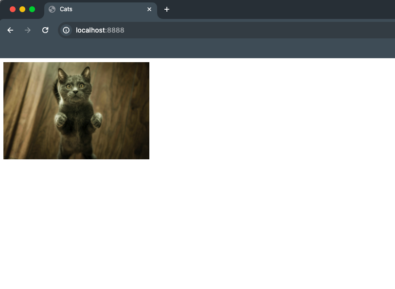 random cat generator running on localhost with a gray cat displayed